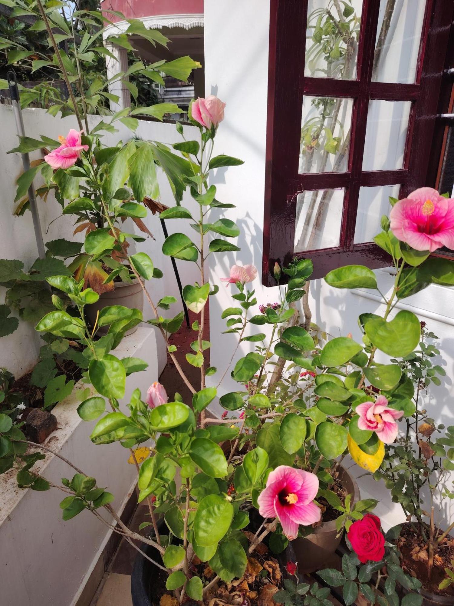Beza Homestay Kochi Exterior foto
